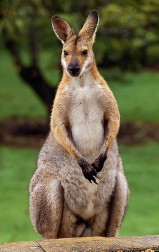 Rednecked Wallaby (front)